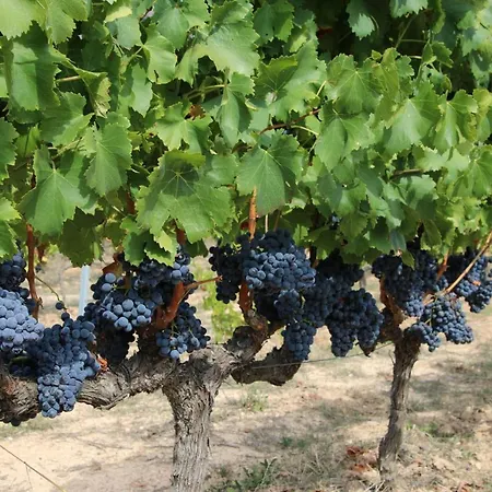 Casa Rosales 2 Appartamento Cambrils